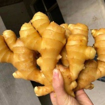 【安徽大黄姜】清库处理一手货源/坏烂包赔/低价出售