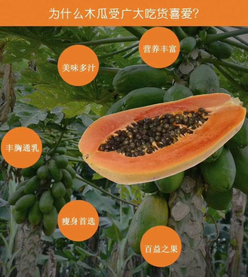 黄金木瓜苗红肉木瓜树苗带营杯发货阳台庭院均可种植包邮
