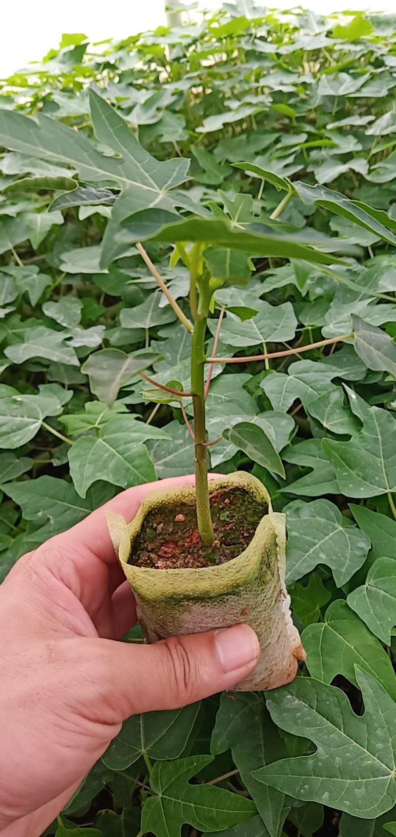 黄金木瓜苗红肉木瓜树苗带营杯发货阳台庭院均可种植包邮