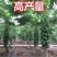 黄金木瓜苗红肉木瓜树苗带营杯发货阳台庭院均可种植包邮