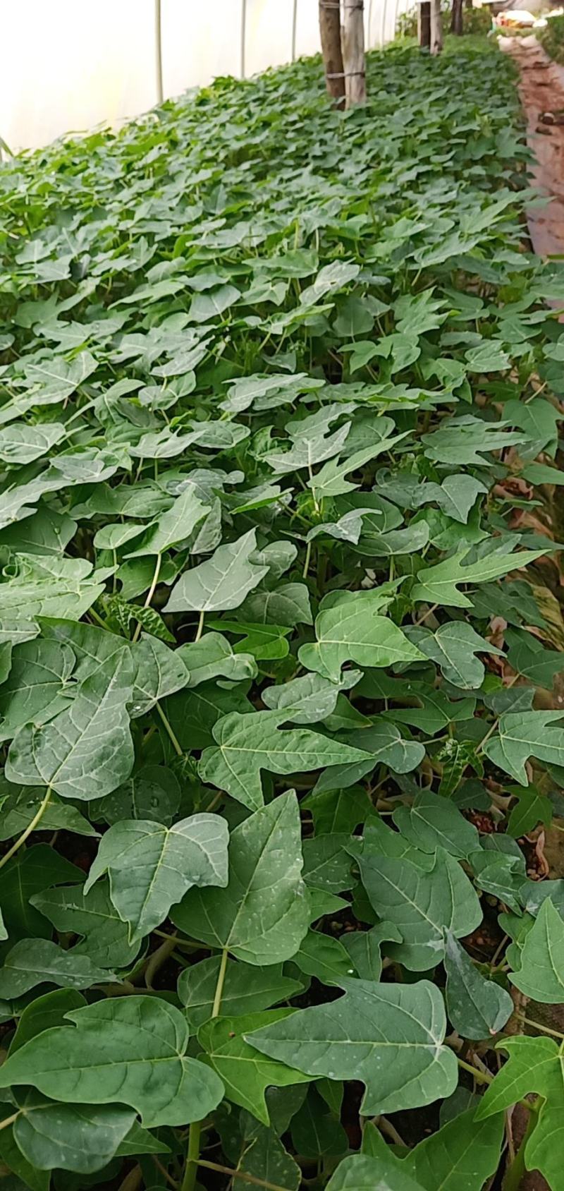 黄金木瓜苗红肉木瓜树苗带营杯发货阳台庭院均可种植包邮