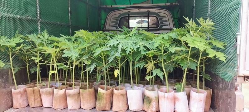 黄金木瓜苗红肉木瓜树苗带营杯发货阳台庭院均可种植包邮