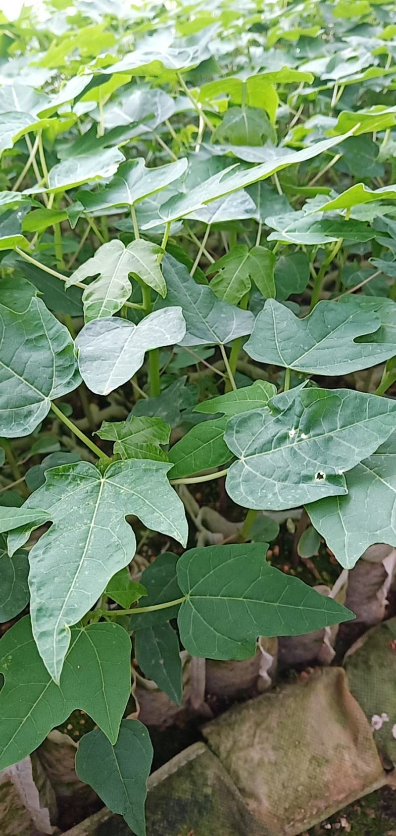 黄金木瓜苗红肉木瓜树苗带营杯发货阳台庭院均可种植包邮
