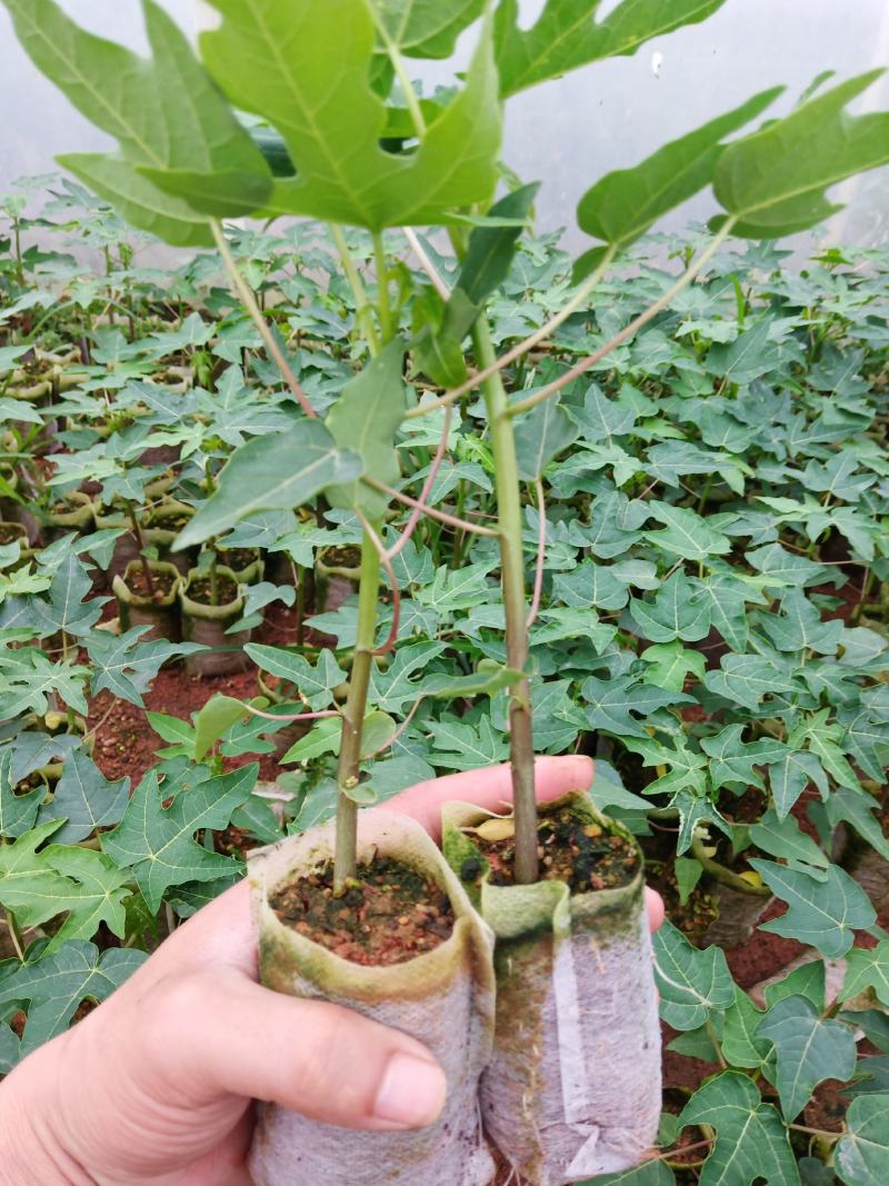 黄金木瓜苗红肉木瓜树苗带营杯发货阳台庭院均可种植包邮