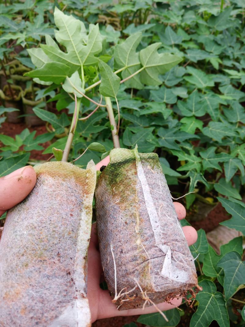 黄金木瓜苗红肉木瓜树苗带营杯发货阳台庭院均可种植包邮