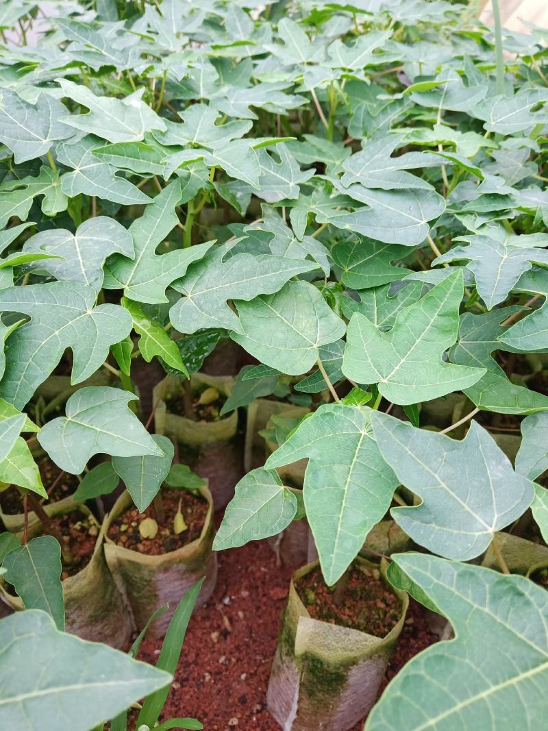 黄金木瓜苗红肉木瓜树苗带营杯发货阳台庭院均可种植包邮