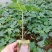 黄金木瓜苗红肉木瓜树苗带营杯发货阳台庭院均可种植包邮