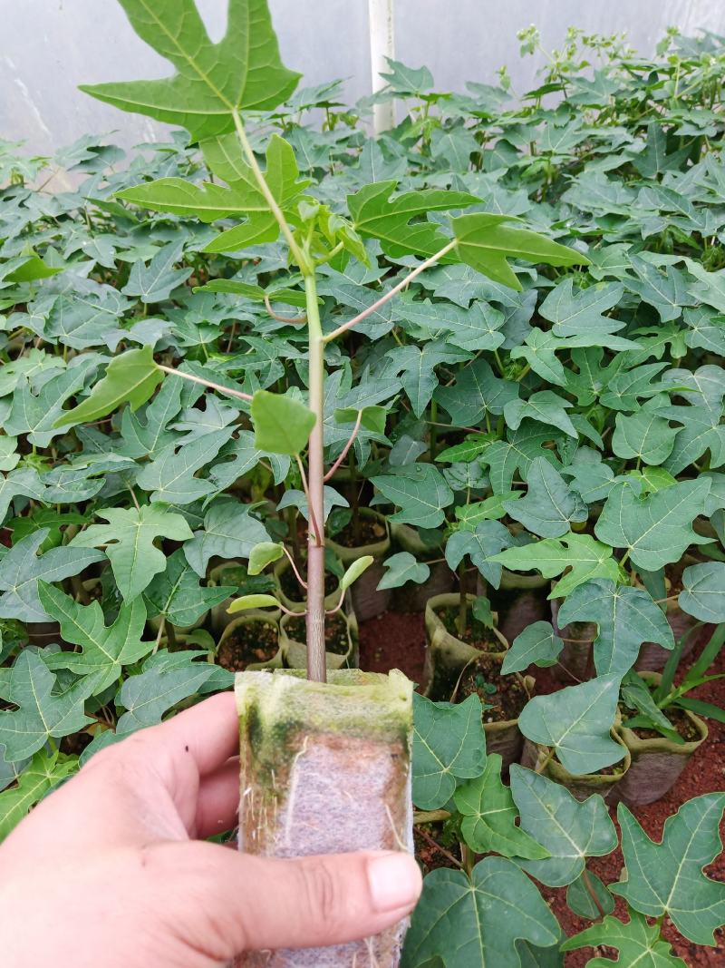 黄金木瓜苗红肉木瓜树苗带营杯发货阳台庭院均可种植包邮