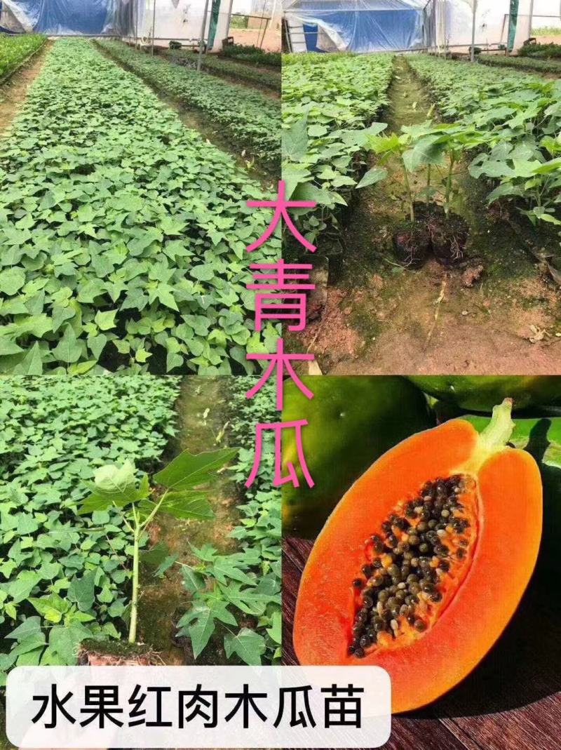 黄金木瓜苗红肉木瓜树苗带营杯发货阳台庭院均可种植包邮