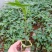 黄金木瓜苗红肉木瓜树苗带营杯发货阳台庭院均可种植包邮