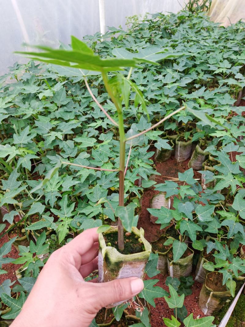 黄金木瓜苗红肉木瓜树苗带营杯发货阳台庭院均可种植包邮
