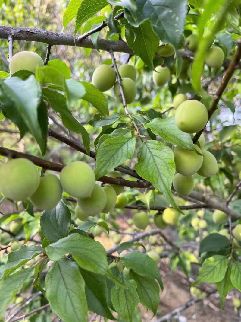 广东青梅白梅青竹梅大水梅大青梅当天采摘当天发货