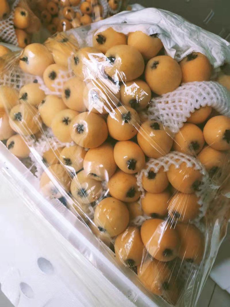 枇杷