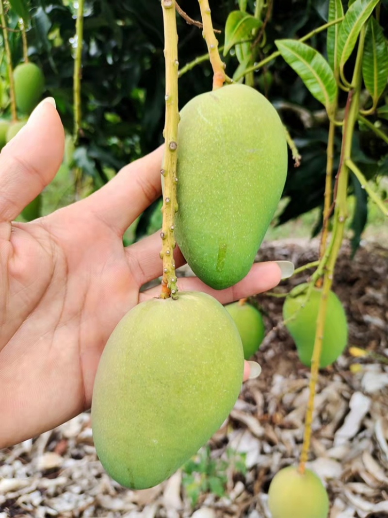 正宗海南小台农芒果大果薄皮甜檽一件代发