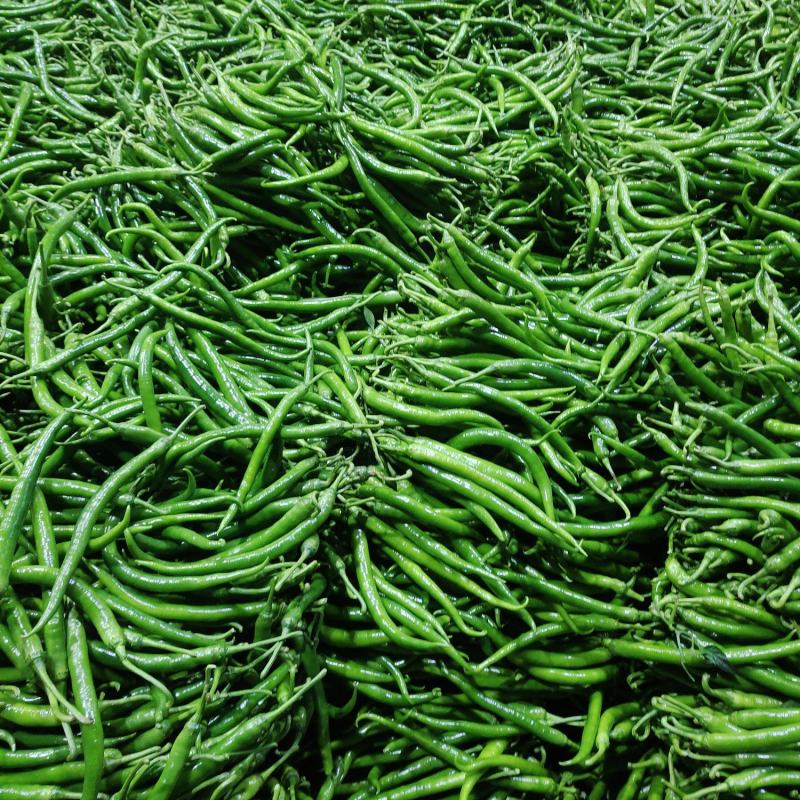 精品线椒产地发货大量供应供应欢迎老板实地考察采购