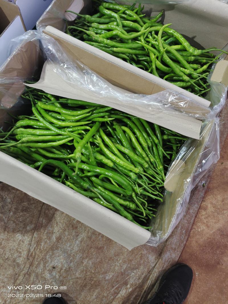 精品线椒产地发货大量供应供应欢迎老板实地考察采购