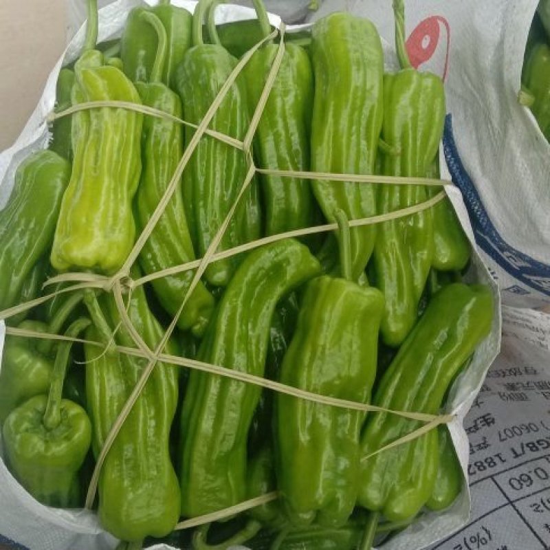 精品芜湖椒大量现货供应产地发货欢迎老板实地考察