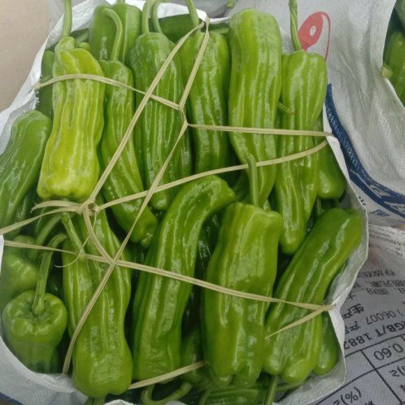 精品芜湖椒大量现货供应产地发货欢迎老板实地考察