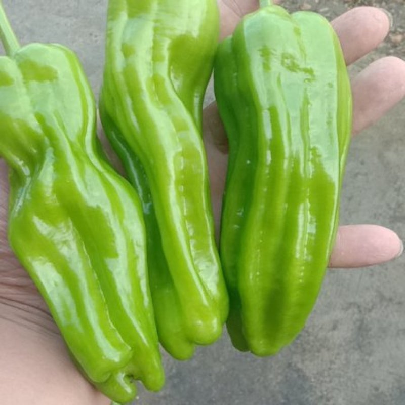 精品芜湖椒大量现货供应产地发货欢迎老板实地考察