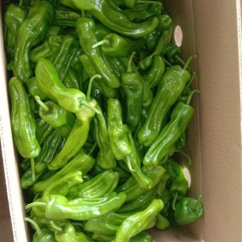 精品芜湖椒大量现货供应产地发货欢迎老板实地考察