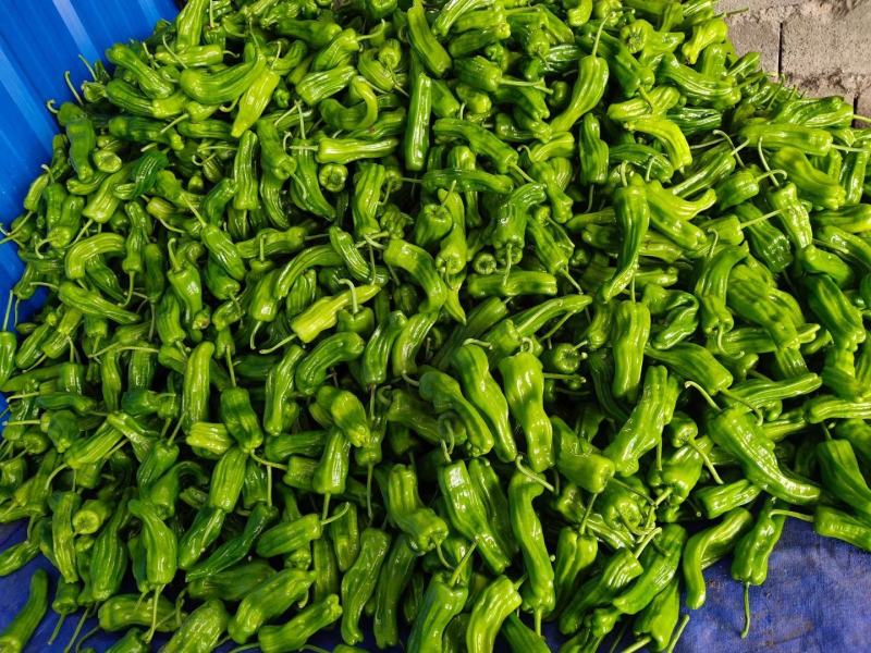 精品芜湖椒大量现货供应产地发货欢迎老板实地考察
