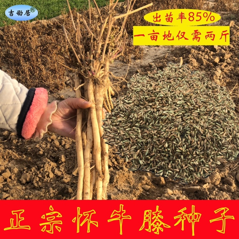 牛膝种子