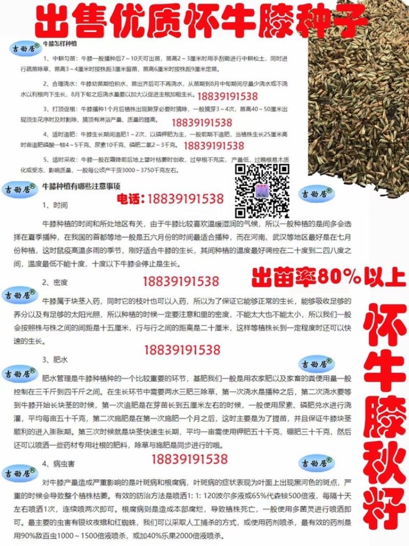 牛膝种子