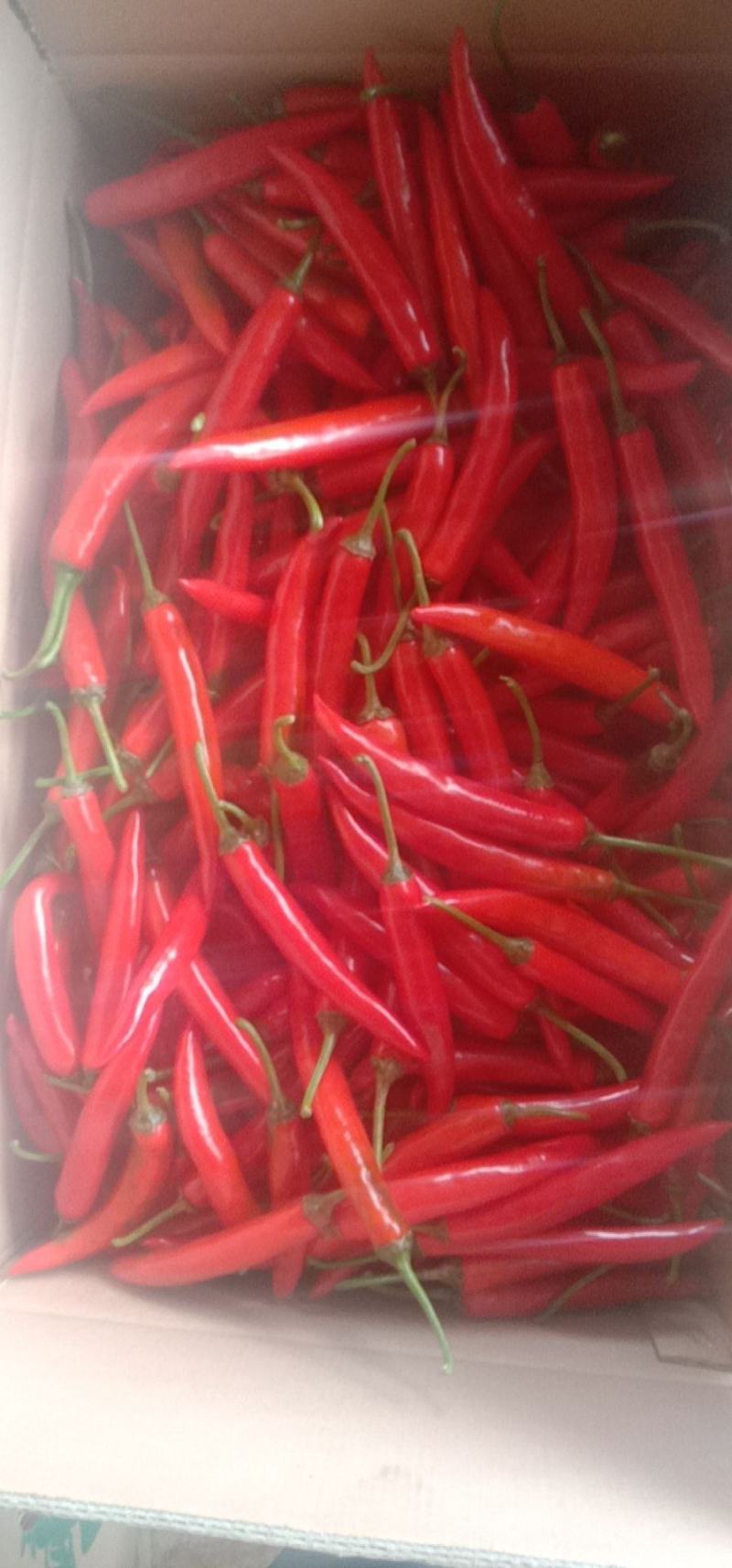 精品小米椒一手货源大量供应产地直发欢迎老板实地考察