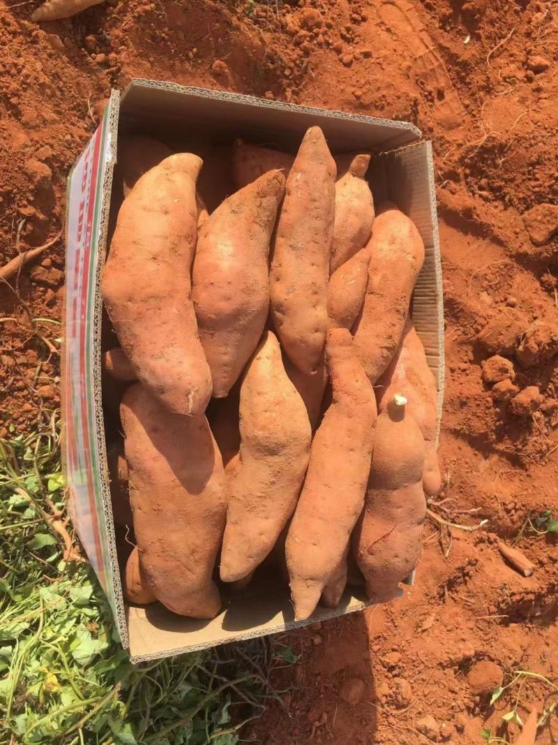 精品西瓜红大量供应需要的老板欢迎实地考察