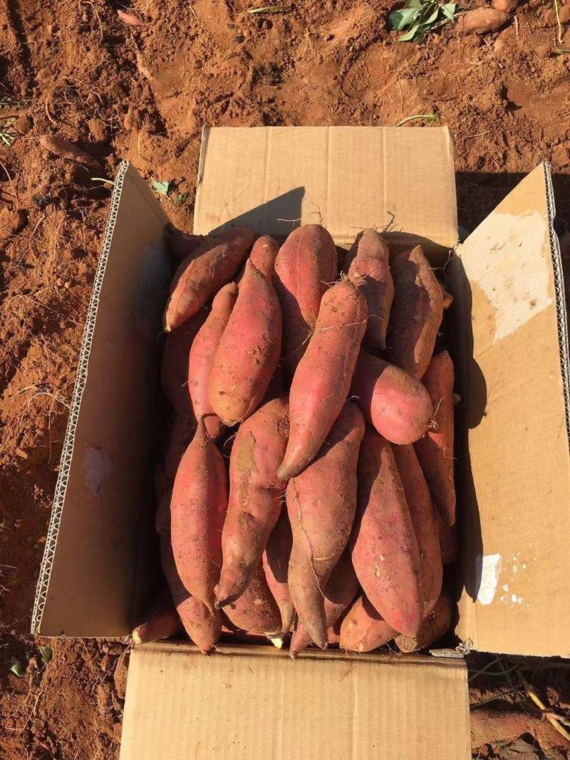精品西瓜红大量供应需要的老板欢迎实地考察