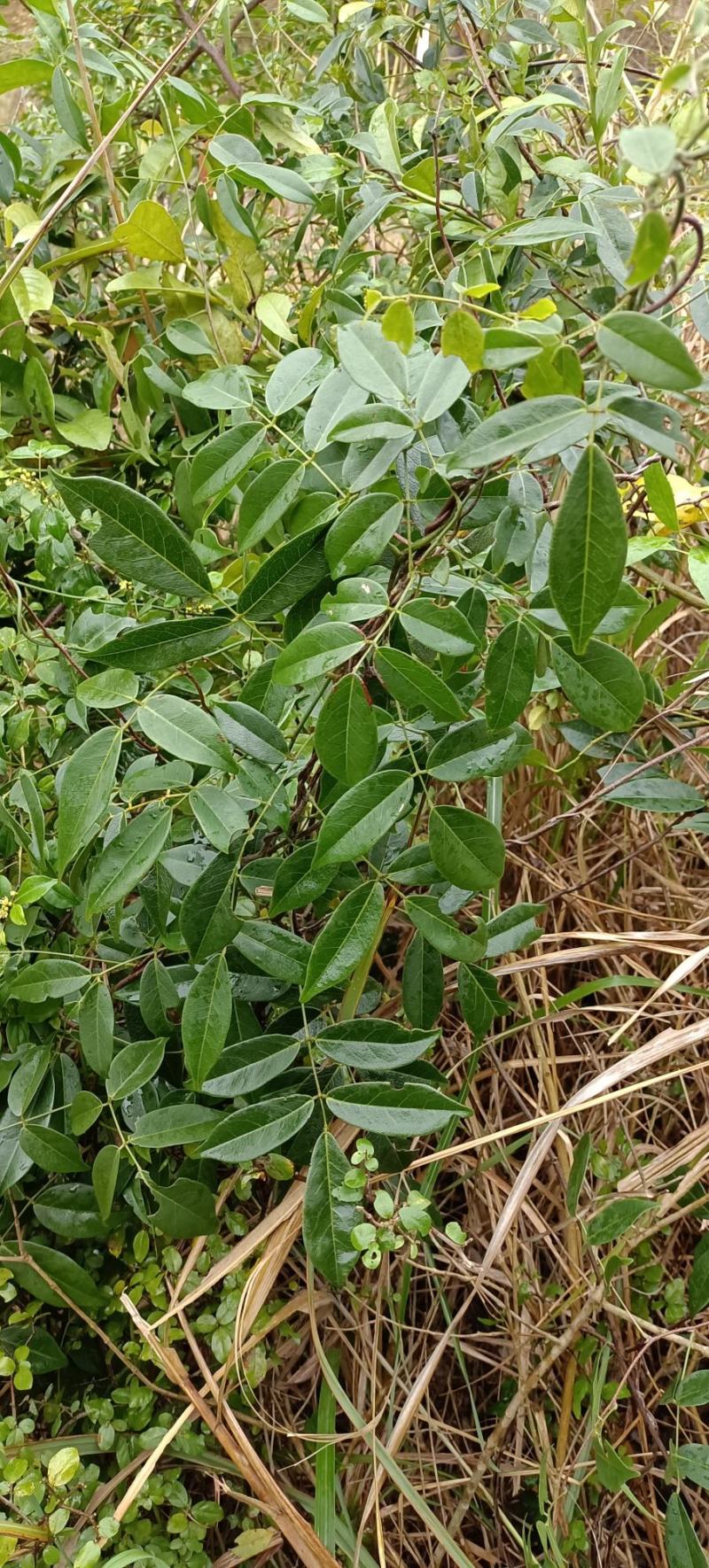 十万大山野生黑牛大力自然晒干一手货源产地发货