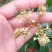 荔枝苗A4无核荔枝树苗阳台庭院均可种植包邮