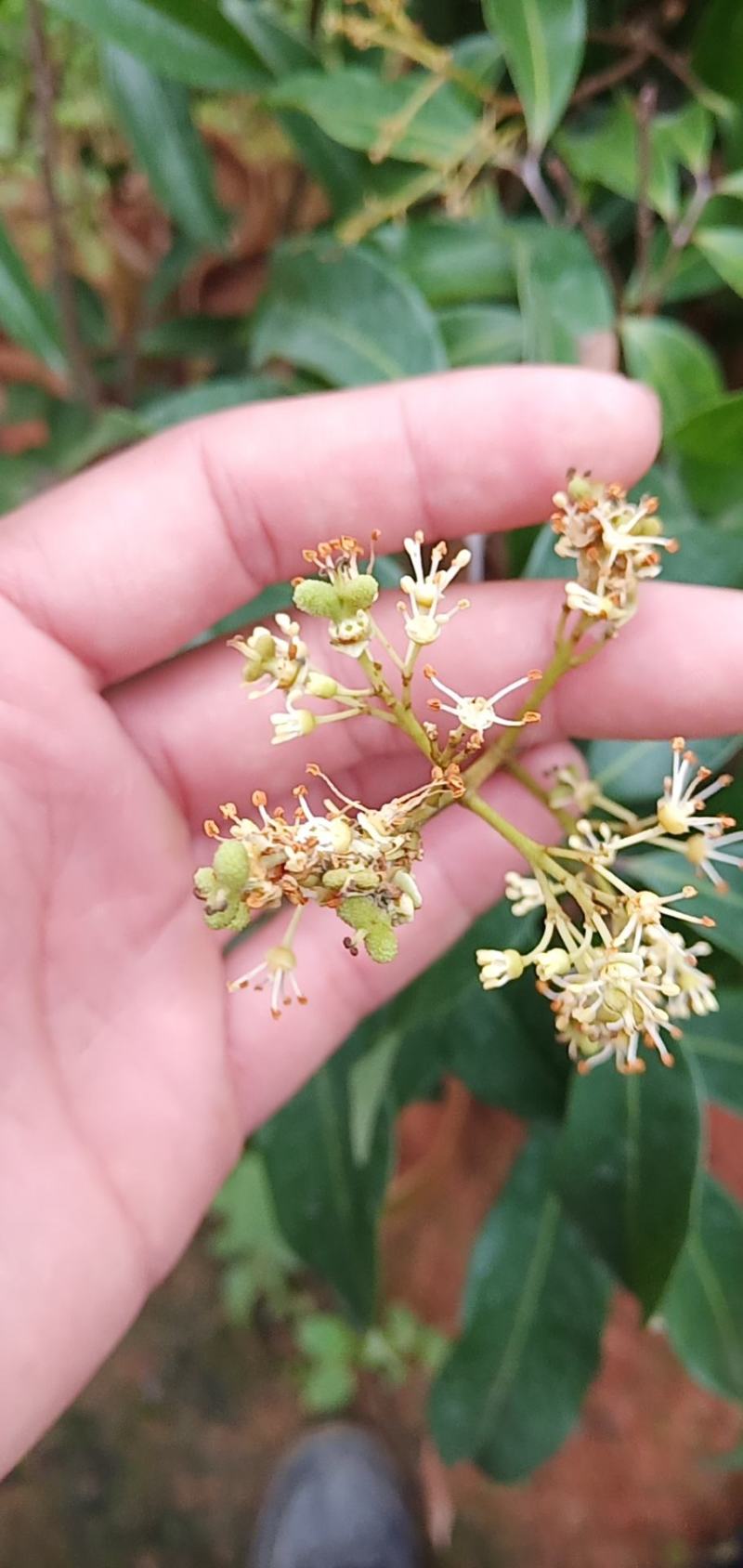 荔枝苗A4无核荔枝树苗阳台庭院均可种植包邮