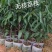 荔枝苗A4无核荔枝树苗阳台庭院均可种植包邮