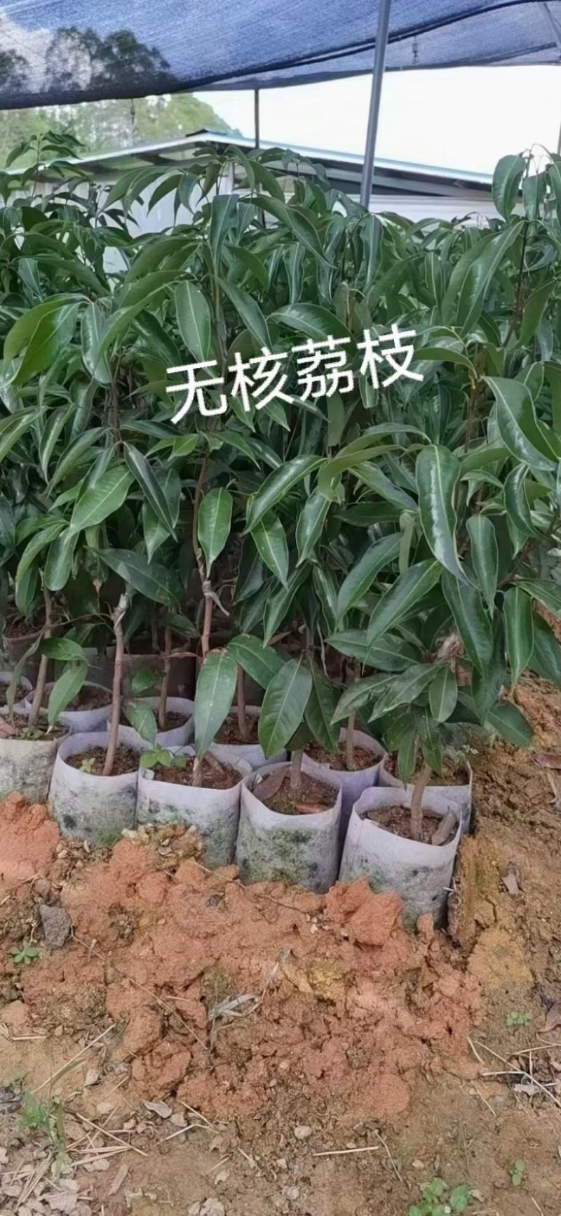 荔枝苗A4无核荔枝树苗阳台庭院均可种植包邮