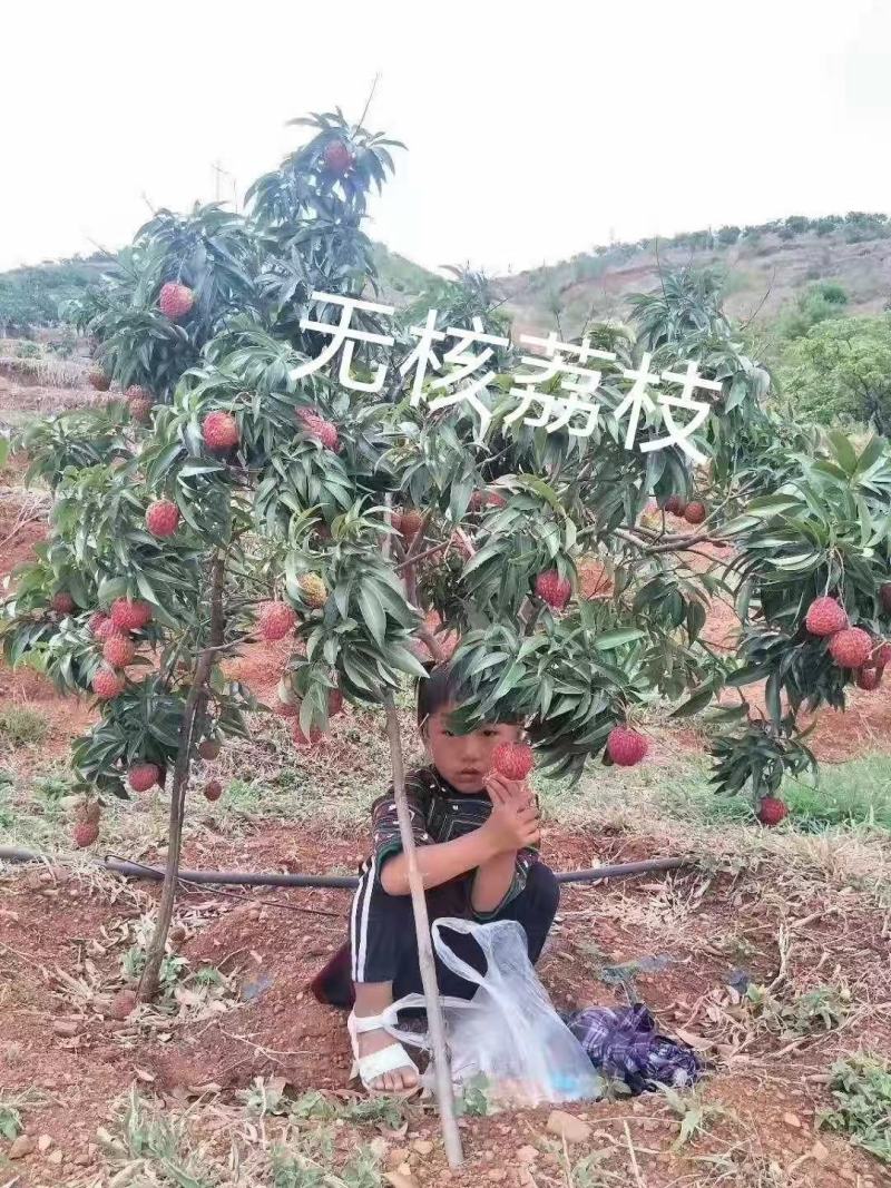 荔枝苗A4无核荔枝树苗阳台庭院均可种植包邮