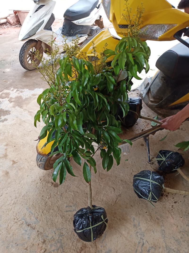 荔枝苗A4无核荔枝树苗阳台庭院均可种植包邮