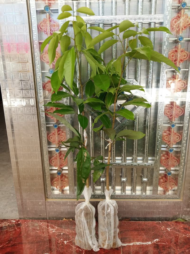 荔枝苗A4无核荔枝树苗阳台庭院均可种植包邮