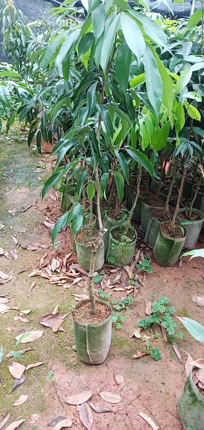 荔枝苗A4无核荔枝树苗阳台庭院均可种植包邮