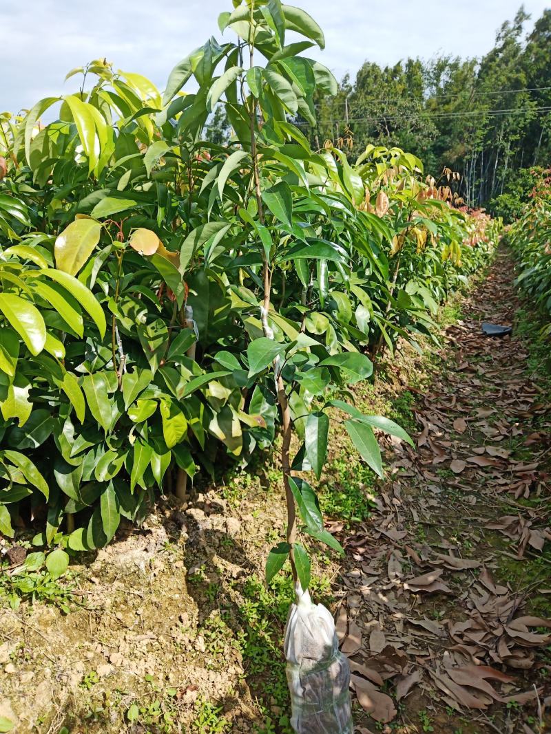荔枝苗A4无核荔枝树苗阳台庭院均可种植包邮