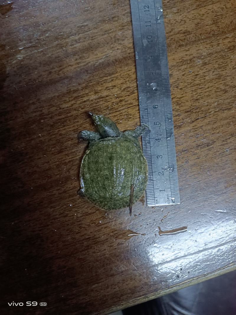 【场地直销】甲鱼苗、中华鳖苗、水鱼苗生长快、提供技术