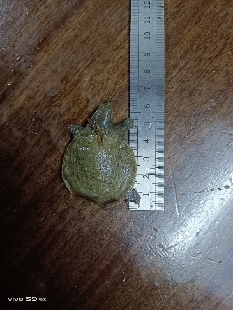 【场地直销】甲鱼苗、中华鳖苗、水鱼苗生长快、提供技术