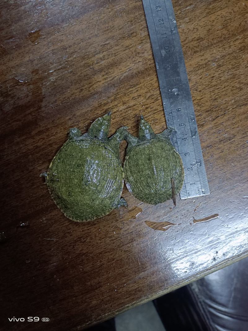 【场地直销】甲鱼苗、中华鳖苗、水鱼苗生长快、提供技术