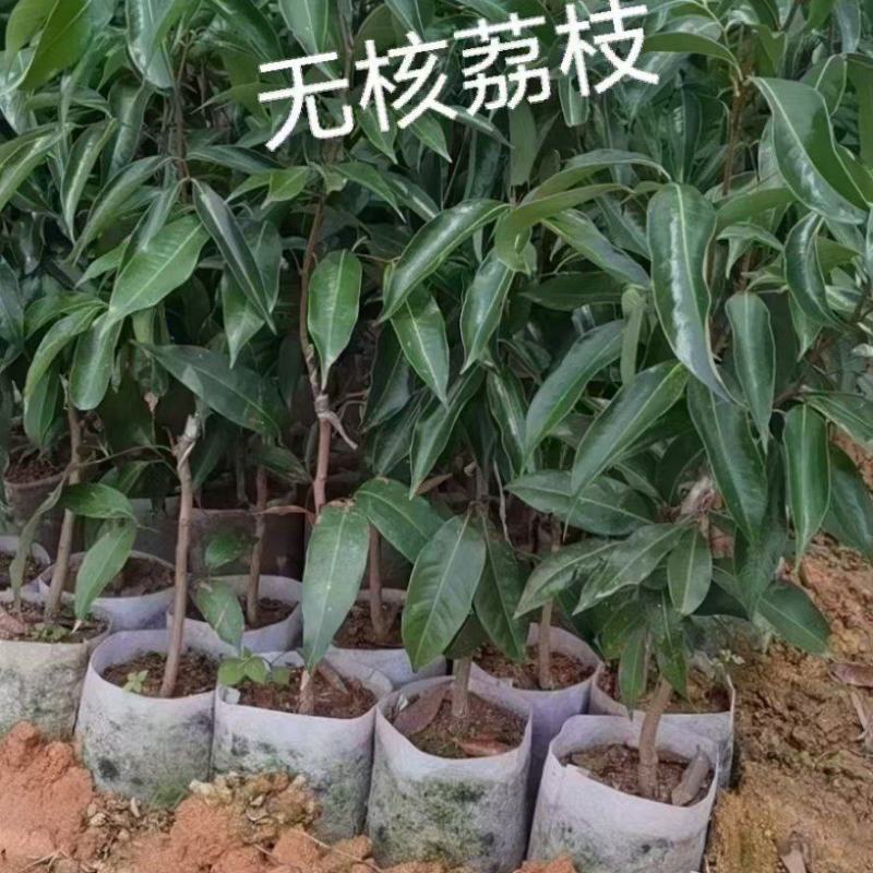 荔枝苗A4无核荔枝树苗阳台庭院均可种植包邮