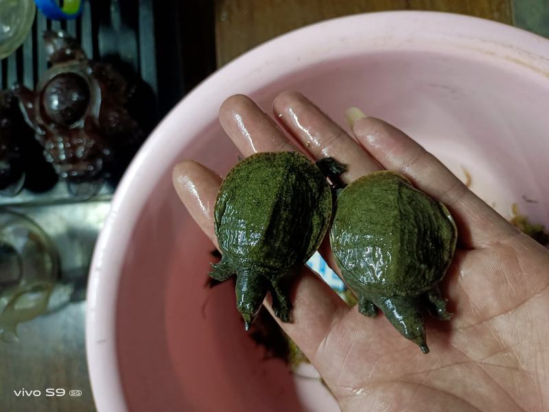 【场地直销】甲鱼苗、中华鳖苗、水鱼苗生长快、提供技术