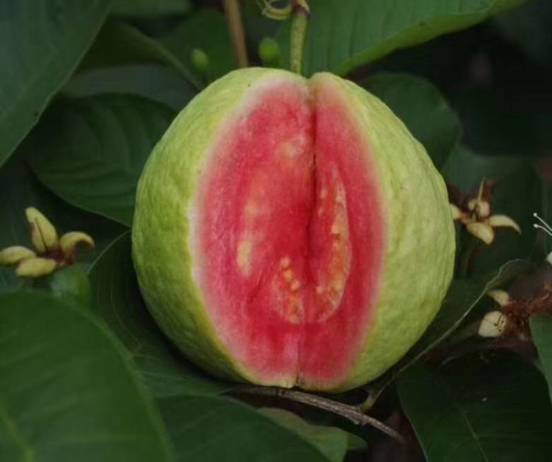 西瓜番石，珍珠番石榴苗红宝石榴树苗阳台庭院均可种植