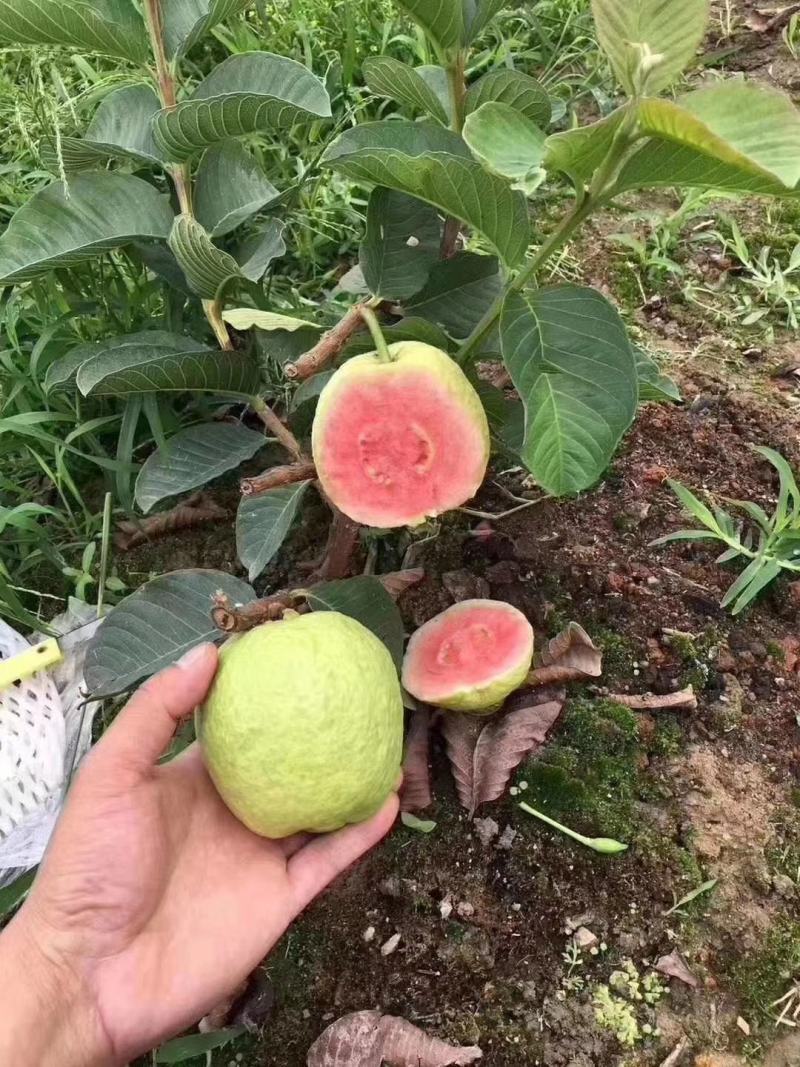 西瓜番石，珍珠番石榴苗红宝石榴树苗阳台庭院均可种植