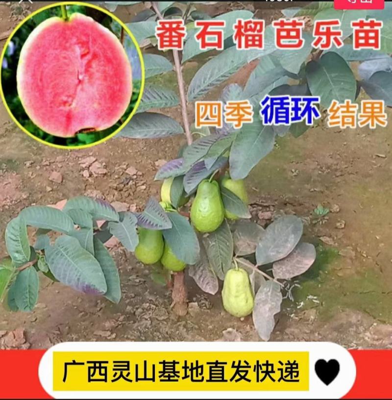 西瓜番石，珍珠番石榴苗红宝石榴树苗阳台庭院均可种植