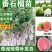 西瓜番石，珍珠番石榴苗红宝石榴树苗阳台庭院均可种植