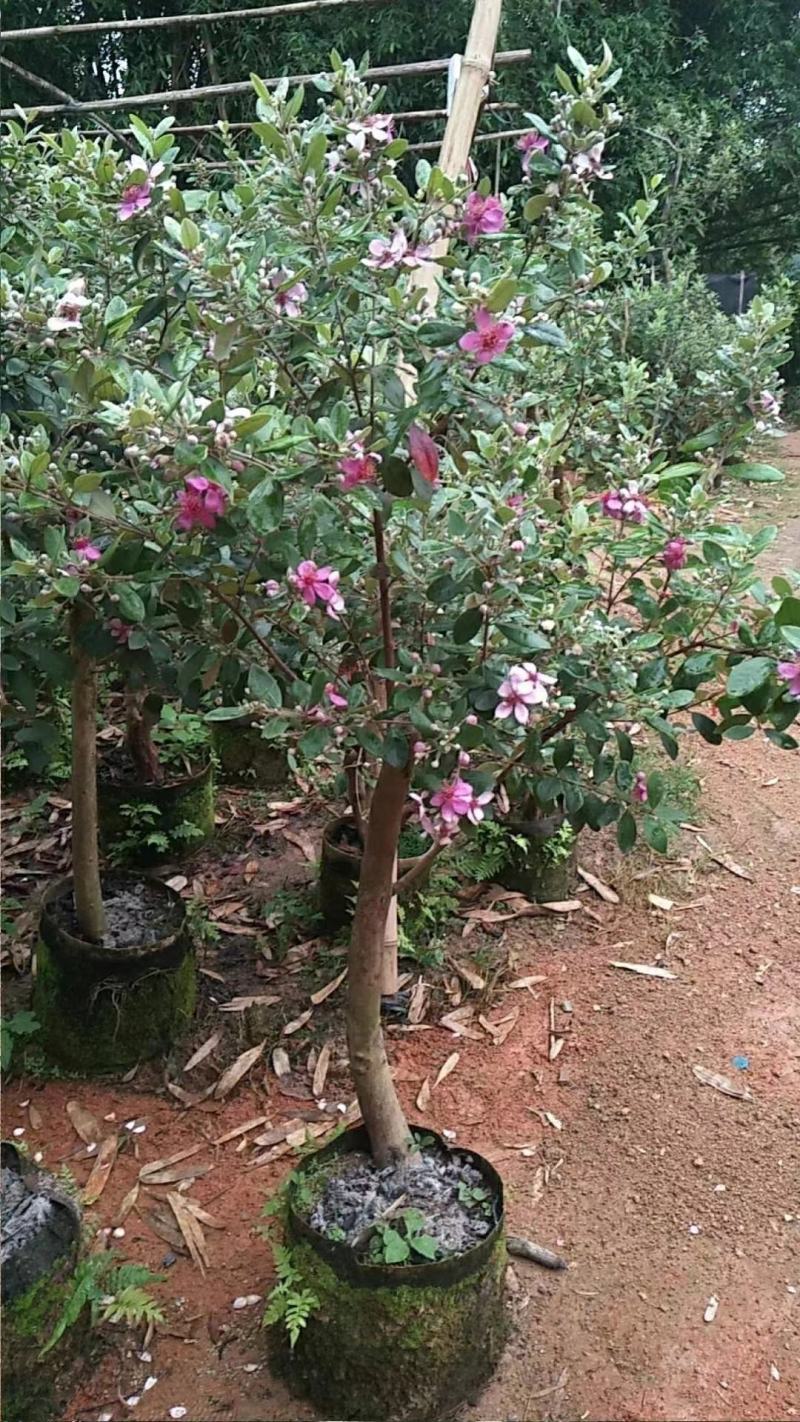 桃金娘树苗阳台庭院楼顶均可种植杯苗发货包邮